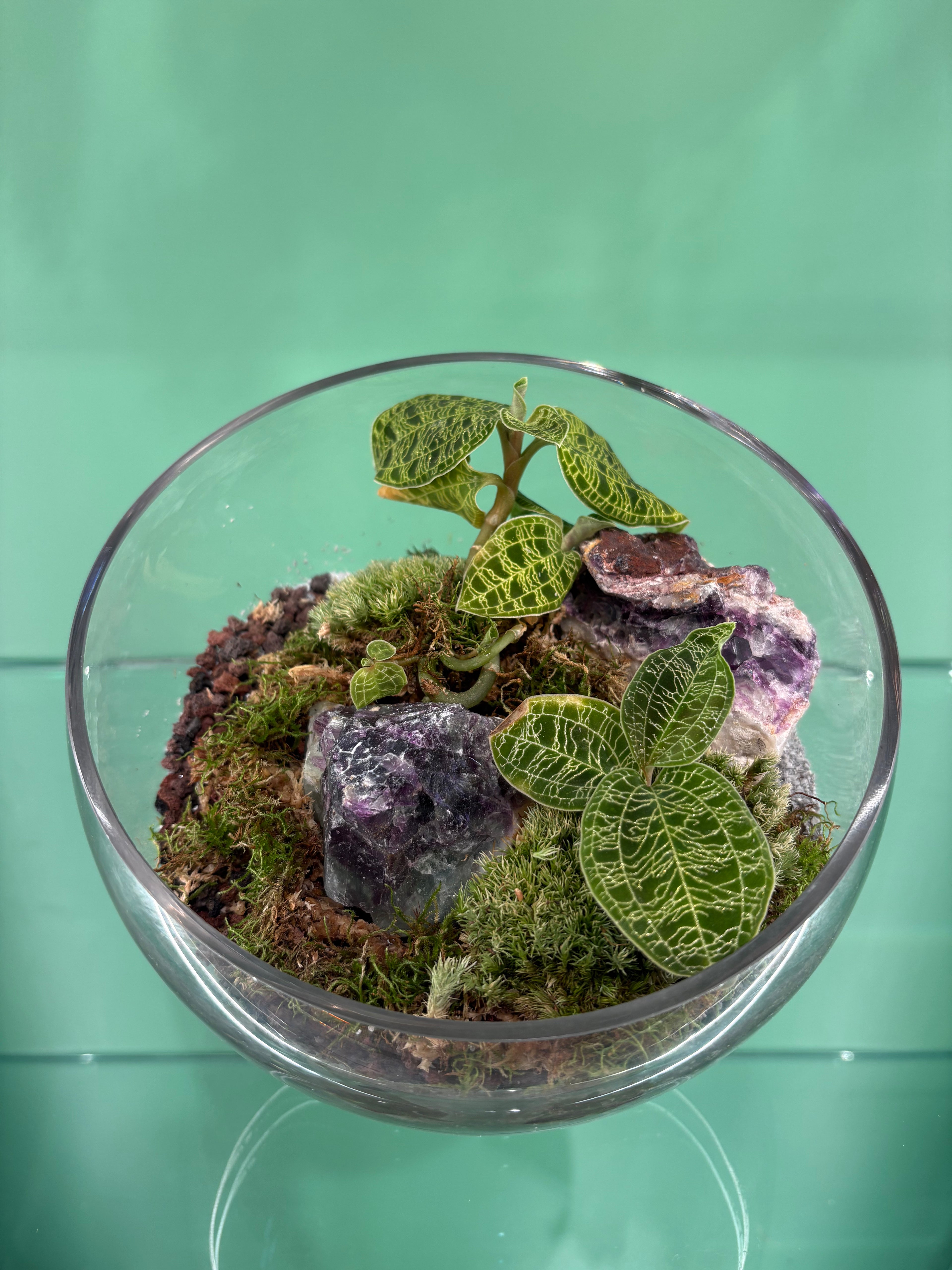 Large Jewel Orchid Terrarium