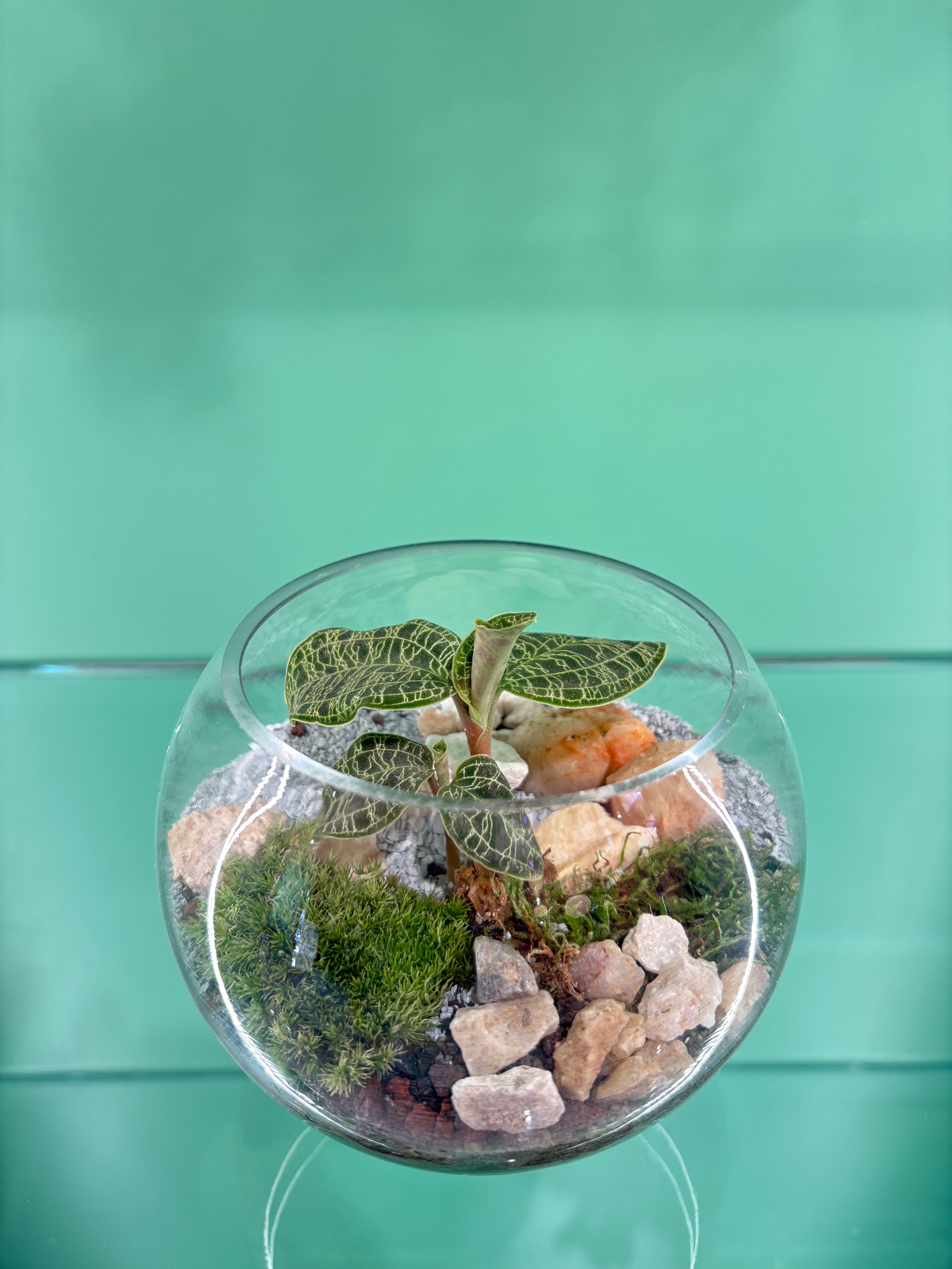 Small Jewel Orchid Terrarium