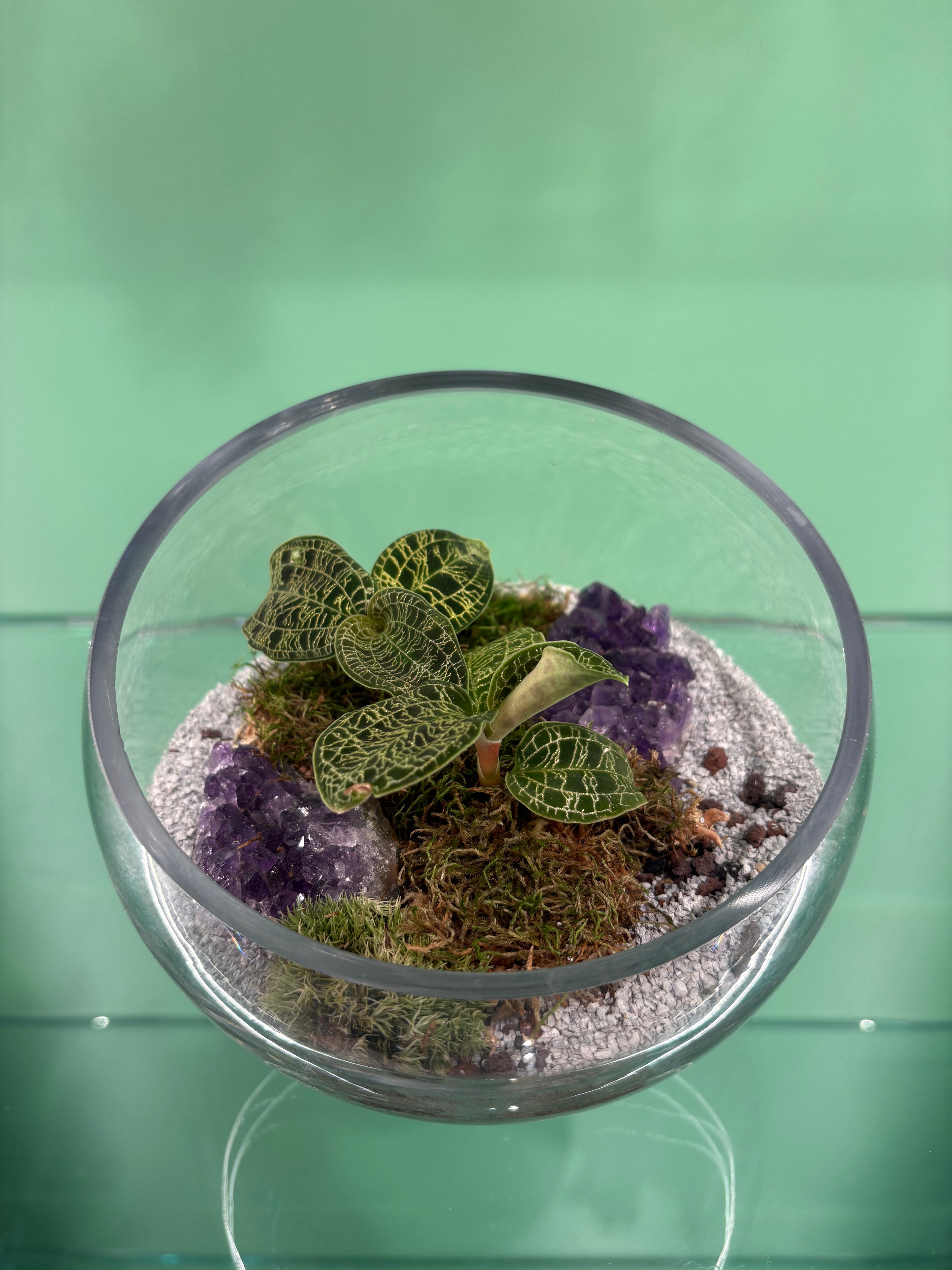 Medium Jewel Orchid Terrarium